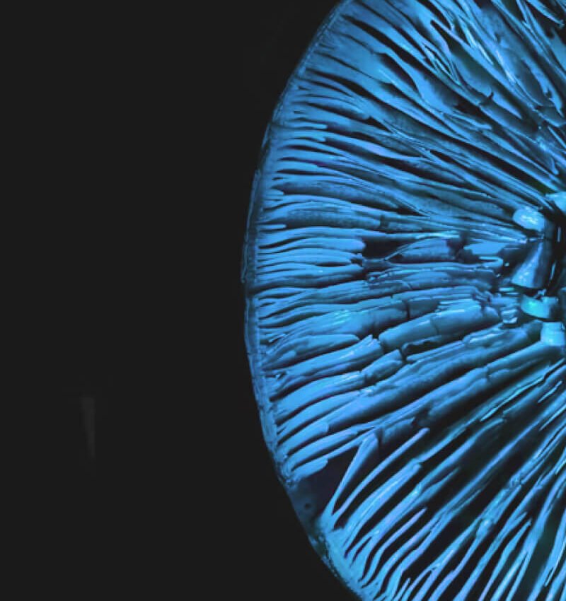 Advanced Web Design, Development, Builds and Launch
